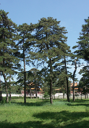 清西陵景区游览参观重要提醒